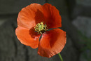 Denham poppy